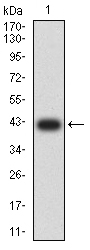 Fig1: Western blot analysis of MUC5B against human MUC5B (AA: 26-166) recombinant protein. Proteins were transferred to a PVDF membrane and blocked with 5% BSA in PBS for 1 hour at room temperature. The primary antibody ( 1/500) was used in 5% BSA at room temperature for 2 hours. Goat Anti-Mouse IgG - HRP Secondary Antibody at 1:5,000 dilution was used for 1 hour at room temperature.