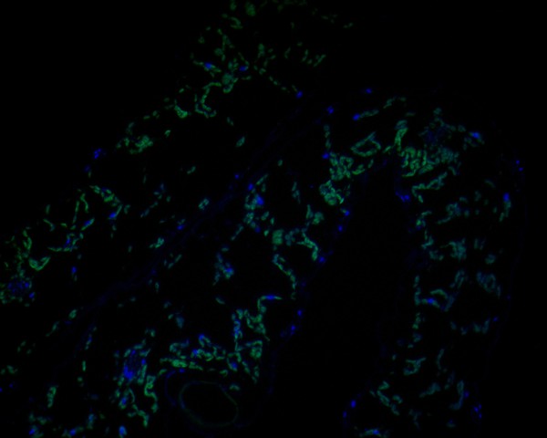 Fig1:; Immunofluorescence staining of paraffin- embedded A. thaliana using anti-AP-4 complex subunit epsilon rabbit polyclonal antibody.The section was pre-treated using heat mediated antigen retrieval with Tris-EDTA buffer (pH 9.0) for 20 minutes. The tissues were blocked in 10% negative goat serum for 1 hour at room temperature, washed with PBS, and then probed with AP-4 complex subunit epsilon antibody at 1/50 dilution for 10 hours at 4℃ and detected using Alexa Fluor® 488 conjugate-Goat anti-Rabbit IgG (H+L) Secondary Antibody at a dilution of 1:500 for 1 hour at room temperature.