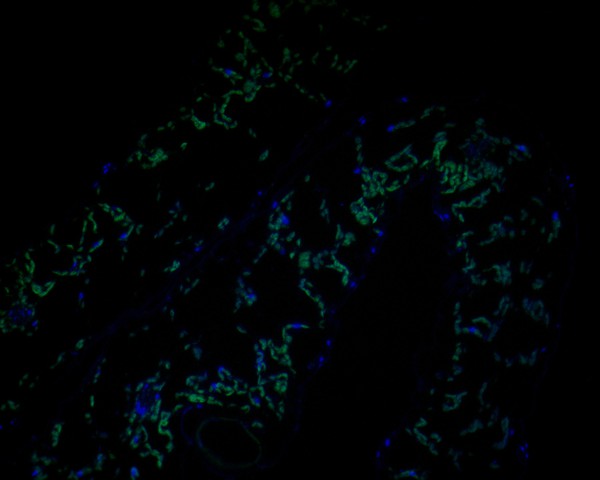 Fig1:; Immunofluorescence staining of paraffin- embedded A. thaliana using anti-AP-4 complex subunit epsilon rabbit polyclonal antibody.The section was pre-treated using heat mediated antigen retrieval with Tris-EDTA buffer (pH 9.0) for 20 minutes. The tissues were blocked in 10% negative goat serum for 1 hour at room temperature, washed with PBS, and then probed with AP-4 complex subunit epsilon antibody at 1/50 dilution for 10 hours at 4℃ and detected using Alexa Fluor® 488 conjugate-Goat anti-Rabbit IgG (H+L) Secondary Antibody at a dilution of 1:500 for 1 hour at room temperature.
