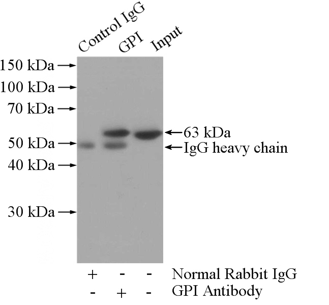 IP Result of anti-GPI (IP:Catalog No:111064, 4ug; Detection:Catalog No:111064 1:500) with HeLa cells lysate 1200ug.