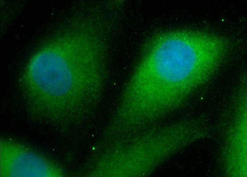 Immunofluorescent analysis of MDCK cells using Catalog No:110091(DNAJB13 Antibody) at dilution of 1:25 and Alexa Fluor 488-congugated AffiniPure Goat Anti-Rabbit IgG(H+L)