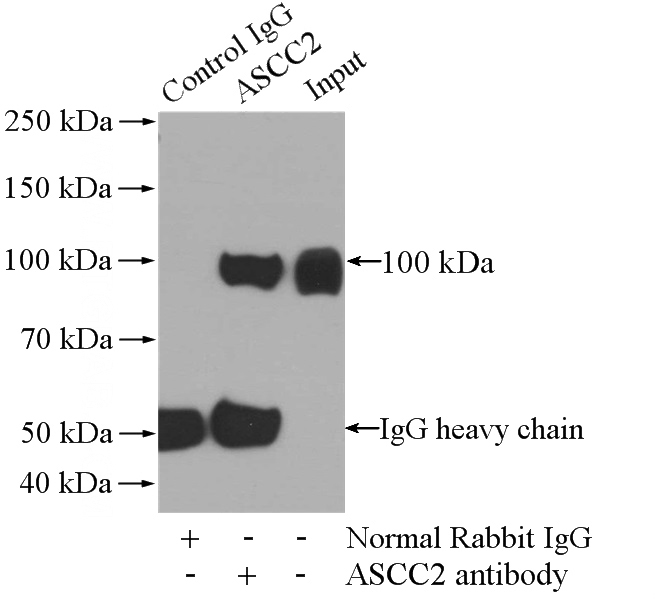 IP Result of anti-ASCC2 (IP:Catalog No:108219, 4ug; Detection:Catalog No:108219 1:1000) with HeLa cells lysate 2640ug.