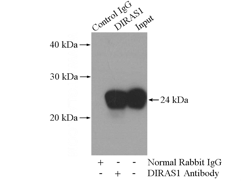 IP Result of anti-DIRAS1 (IP:Catalog No:109944, 4ug; Detection:Catalog No:109944 1:1000) with mouse brain tissue lysate 2640ug.