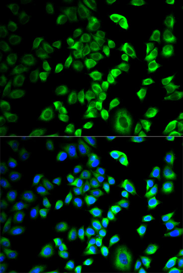 Immunofluorescence - SERPINH1 Polyclonal Antibody 