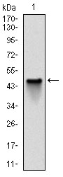 Western blot analysis using NQO1 mAb against human NQO1 (AA: 134-274) recombinant protein. (Expected MW is 41.3 kDa)