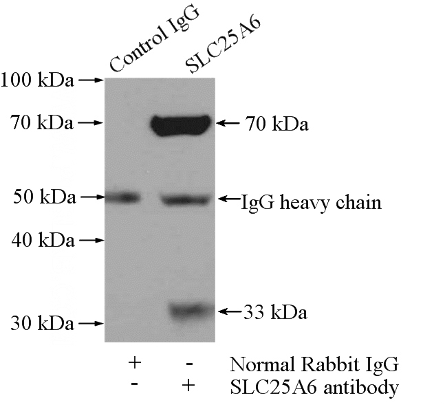 IP Result of anti-SLC25A6-Specific (IP:Catalog No:115339, 4ug; Detection:Catalog No:115339 1:500) with mouse liver tissue lysate 4000ug.