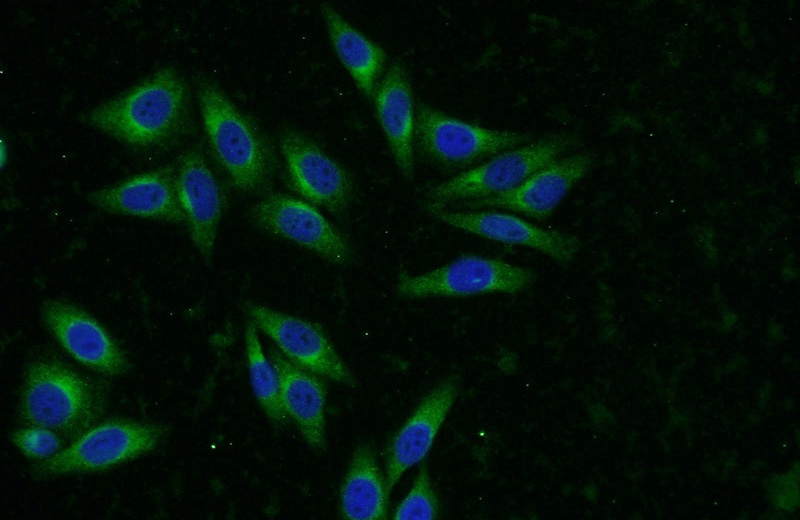 Immunofluorescent analysis of HepG2 cells using Catalog No:115756(SYAP1 Antibody) at dilution of 1:50 and Alexa Fluor 488-congugated AffiniPure Goat Anti-Rabbit IgG(H+L)