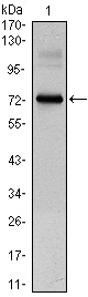 Western blot analysis using CLOCK mouse mAb against CLOCK(AA: 200-465)-hIgGFc transfected HEK293 cell lysate.