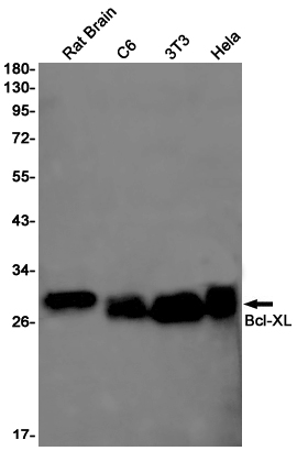 Western blot detection of Bcl-XL in Rat Brain,C6,3T3,Hela cell lysates using Bcl-XL Rabbit pAb(1:1000 diluted).Predicted band size:26kDa.Observed band size:30kDa.