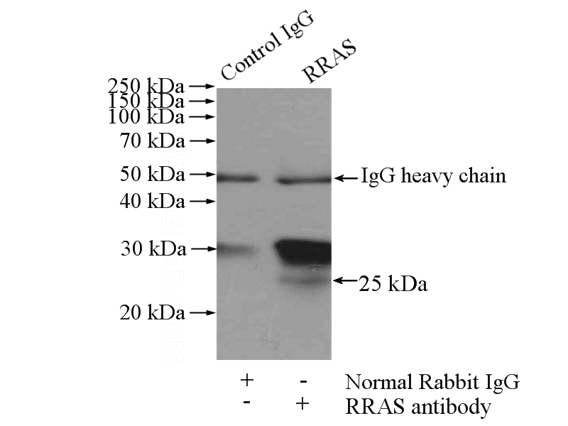 IP Result of anti-RRAS (IP:Catalog No:114920, 4ug; Detection:Catalog No:114920 1:300) with mouse spleen tissue lysate 4000ug.