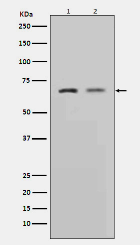 Western blot analysis of MMP2 expression in (1)L6 cell lysate;(2)HeLa cell lysate.