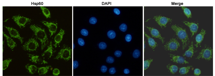 Immunocytochemistry staining of HeLa cells fixed with -20u2103 Methanol and using Hsp60 mouse mAb (dilution 1:100).