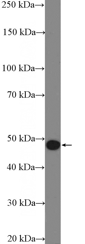 L02 cells were subjected to SDS PAGE followed by western blot with Catalog No:108214(ASB6 Antibody) at dilution of 1:600