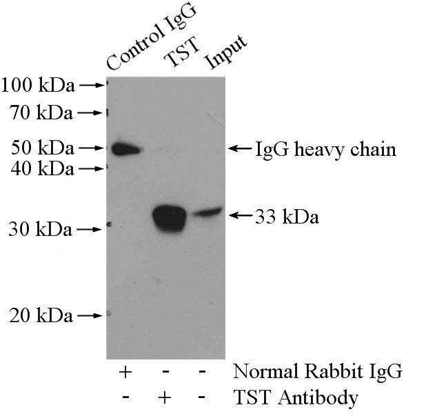 IP Result of anti-TST (IP:Catalog No:116373, 4ug; Detection:Catalog No:116373 1:300) with HEK-293 cells lysate 2800ug.