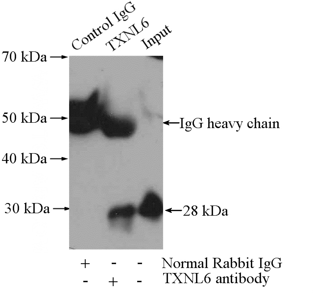 IP Result of anti-TXNL6 (IP:Catalog No:116457, 4ug; Detection:Catalog No:116457 1:500) with mouse brain tissue lysate 4000ug.