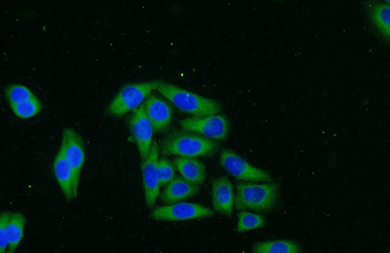 Immunofluorescent analysis of HeLa cells using Catalog No:109603(CSNK2A1 Antibody) at dilution of 1:25 and Alexa Fluor 488-congugated AffiniPure Goat Anti-Rabbit IgG(H+L)