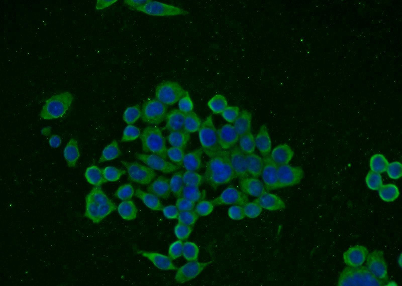 Immunofluorescent analysis of BxPC-3 cells using Catalog No:108998(CCKBR-specific Antibody) at dilution of 1:25 and Alexa Fluor 488-congugated AffiniPure Goat Anti-Rabbit IgG(H+L)