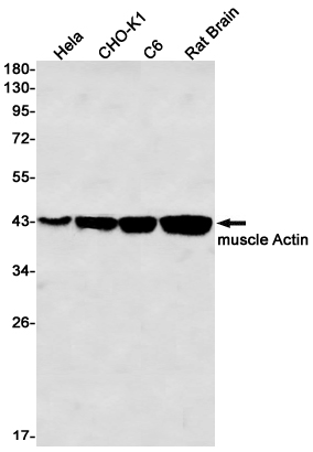 Western blot detection of muscle Actin in Hela,CHO-K1,C6,Rat Brain lysates using muscle Actin Rabbit mAb(1:1000 diluted).Predicted band size:42kDa.Observed band size:42kDa.