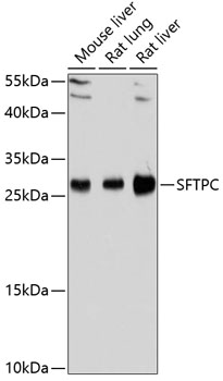 Western blot - SFTPC Polyclonal Antibody 