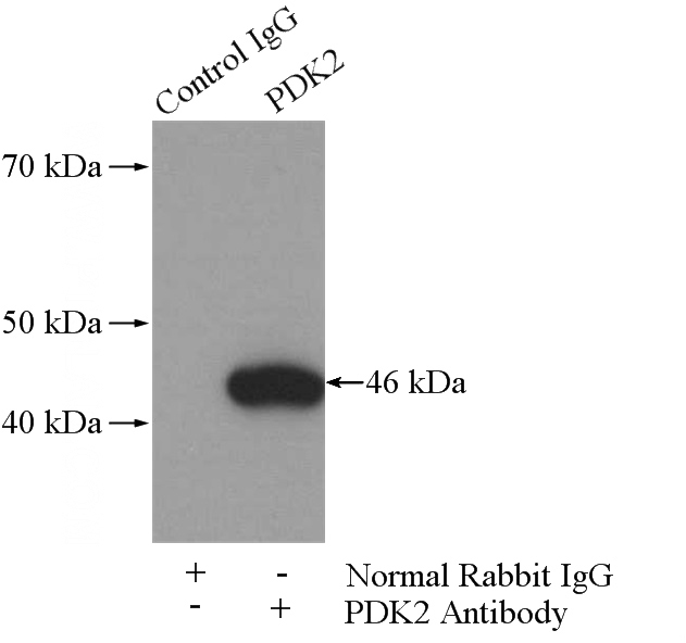 IP Result of anti-PDK2 (IP:Catalog No:113625, 4ug; Detection:Catalog No:113625 1:500) with mouse skeletal muscle tissue lysate 2000ug.
