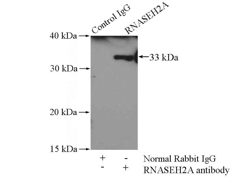 IP Result of anti-RNASEH2A (IP:Catalog No:114729, 4ug; Detection:Catalog No:114729 1:500) with mouse liver tissue lysate 4000ug.