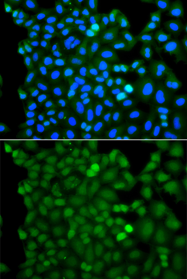 Immunofluorescence - RNF125 Polyclonal Antibody 