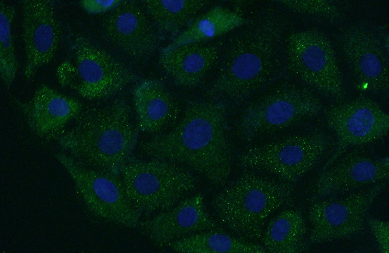 Immunofluorescent analysis of (-20oc Acetone) fixed SH-SY5Y cells using Catalog No:108852(CPE Antibody) at dilution of 1:50 and Alexa Fluor 488-congugated AffiniPure Goat Anti-Rabbit IgG(H+L)