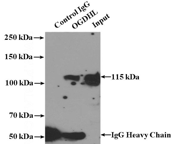 IP Result of anti-OGDHL (IP:Catalog No:113332, 4ug; Detection:Catalog No:113332 1:500) with mouse brain tissue lysate 4000ug.