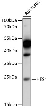 Western blot - HES1 Polyclonal Antibody 