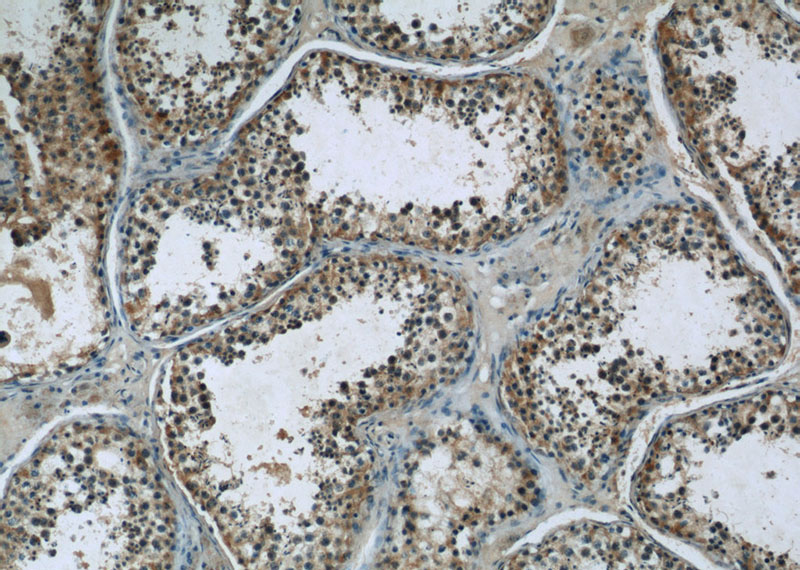 Immunohistochemistry of paraffin-embedded human testis slide using Catalog No:109857(DAND5 Antibody) at dilution of 1:50