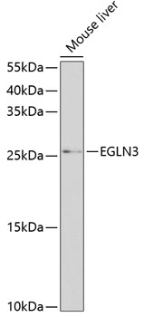 Western blot - EGLN3 Polyclonal Antibody 