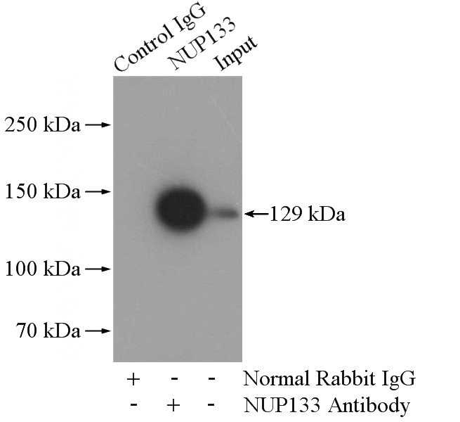 IP Result of anti-NUP133 (IP:Catalog No:113374, 4ug; Detection:Catalog No:113374 1:800) with HeLa cells lysate 880ug.