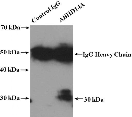IP Result of anti-ABHD14A (IP:Catalog No:107811, 4ug; Detection:Catalog No:107811 1:300) with mouse kidney tissue lysate 4000ug.