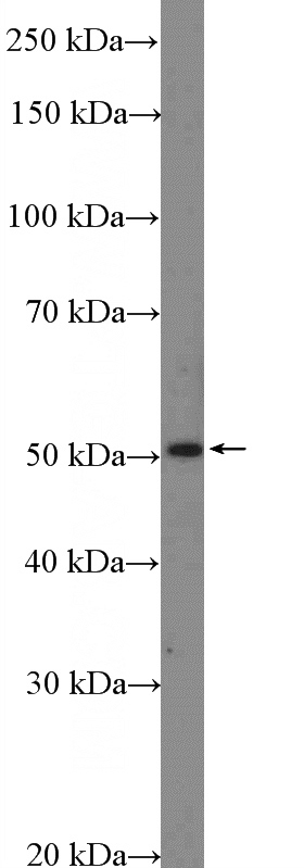 HeLa cells were subjected to SDS PAGE followed by western blot with Catalog No:116001(TFAP2D Antibody) at dilution of 1:600