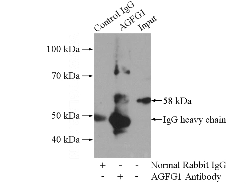 IP Result of anti-AGFG1 (IP:Catalog No:107826, 4ug; Detection:Catalog No:107826 1:400) with mouse testis tissue lysate 4000ug.