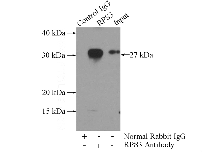 IP Result of anti-RPS3 (IP:Catalog No:114843, 3ug; Detection:Catalog No:114843 1:600) with mouse testis tissue lysate 4000ug.