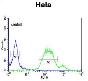 WNT5A Antibody (Center) (Cat. #169059) flow cytometric analysis of Hela cells (right histogram) compared to a negative control cell (left histogram).FITC-conjugated goat-anti-rabbit secondary antibodies were used for the analysis.