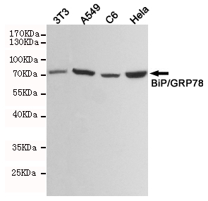 Western blot analysis of extracts from 3T3,A549,C6 and Hela cell lysates using BiP/GRP78 mouse mAb (1:1000 diluted).Predicted band size:72KDa.Observed band size:72KDa.