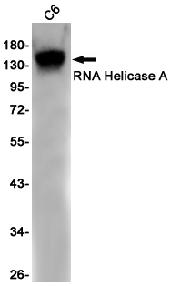 Western blot detection of RNA Helicase A in C6 cell lysates using RNA Helicase A Rabbit pAb(1:1000 diluted).Predicted band size:141KDa.Observed band size:141KDa.