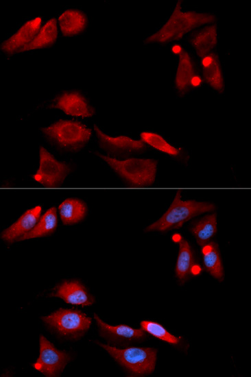 Immunofluorescence - GFRA1 Polyclonal Antibody 