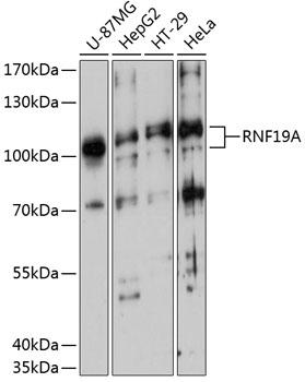 Western blot - RNF19A Polyclonal Antibody 