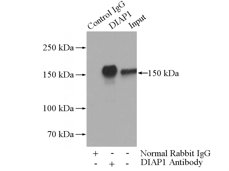 IP Result of anti-DIAP1 (IP:Catalog No:109937, 4ug; Detection:Catalog No:109937 1:500) with HeLa cells lysate 1200ug.