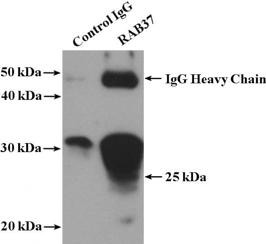 IP Result of anti-RAB37 (IP:Catalog No:114435, 4ug; Detection:Catalog No:114435 1:300) with Sp2/0 cells lysate 2400ug.