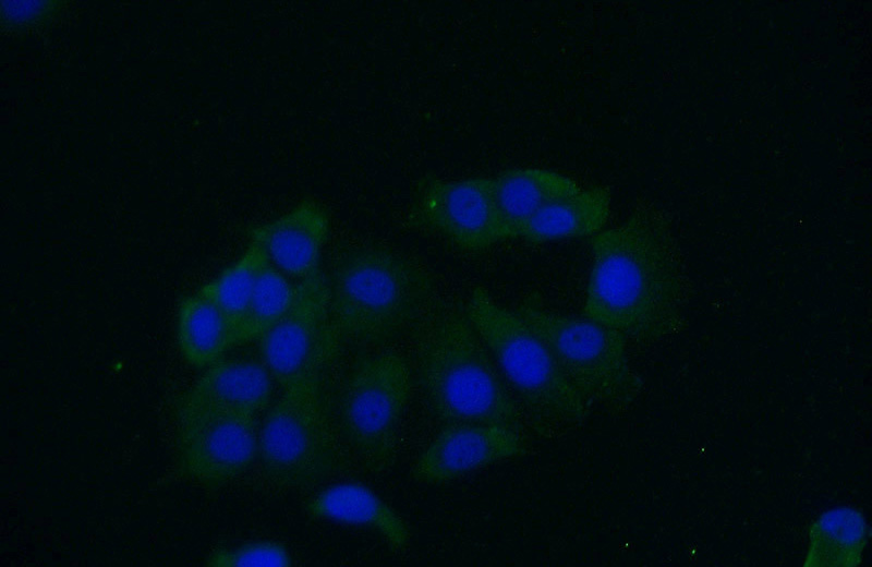 Immunofluorescent analysis of (-20oc Ethanol) fixed MCF-7 cells using Catalog No:113248(NME3 Antibody) at dilution of 1:50 and Alexa Fluor 488-congugated AffiniPure Goat Anti-Rabbit IgG(H+L)