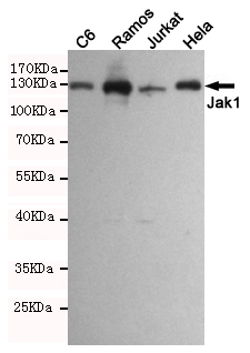 Western blot analysis of extracts from C6,Ramos,Jurkat and Hela cell lysates using Jak1 mouse mAb (1:1000 diluted).Predicted band size:130KDa.Observed band size:130KDa.