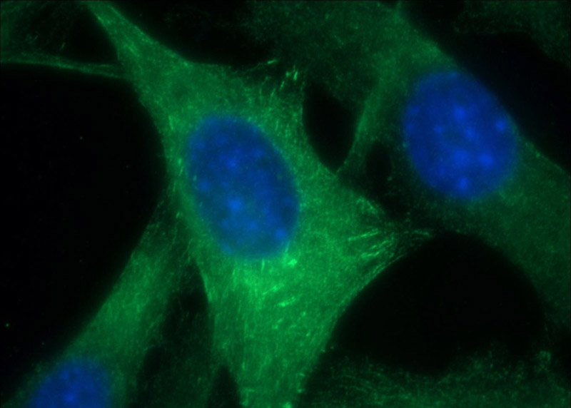 Immunofluorescent analysis of (-20oc Ethanol) fixed NIH/3T3 cells using Catalog No:107710(ACTN2 Antibody) at dilution of 1:50 and Alexa Fluor 488-congugated AffiniPure Goat Anti-Rabbit IgG(H+L)