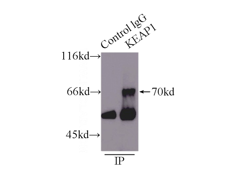 IP Result of anti-KEAP1 (IP:Catalog No:112032, 5ug; Detection:Catalog No:112032 1:600) with mouse skeletal muscle tissue lysate 8000ug.