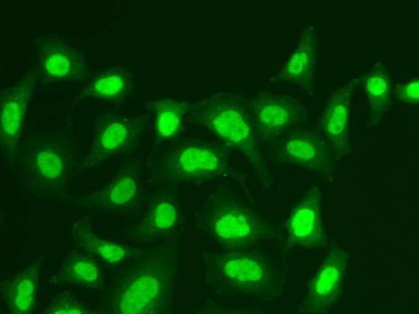 Immunofluorescence - MPG Polyclonal Antibody 