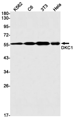 Western blot detection of DKC1 in K562,C6,3T3,Hela cell lysates using DKC1 Rabbit mAb(1:1000 diluted).Predicted band size:58kDa.Observed band size:58kDa.