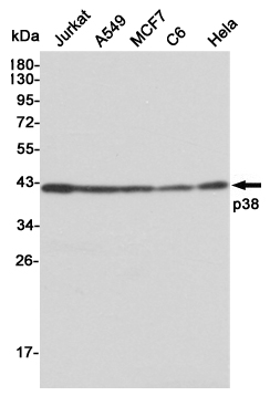 Western blot analysis of extracts from Jurkat,A549,MCF7,C6 and Hela cell lysates using p38 mouse mAb (1:1000 diluted).Predicted band size:41KDa.Observed band size:41KDa.